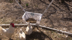 PVC Chicken Tractor with Nesting Box