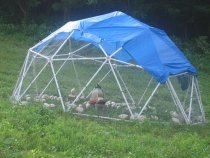 50 Chickens in the Geodesic PVC Chicken Tractor