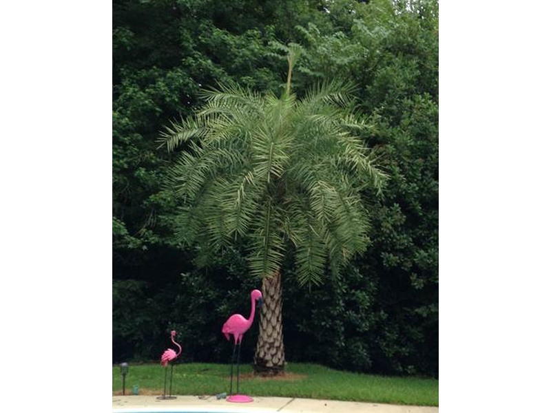 20' Palm Tree To Cover for Winter